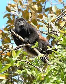 Image 23Mantled howler monkey, male (from Wildlife of Costa Rica)