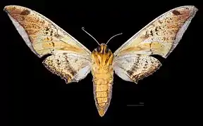 Ambulyx sericeipennis joiceyi female, ventral view