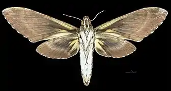 Female, underside