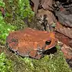 East Texas toad (Anaxyrus velatus), Hardin Co. TX (Oct 2019)