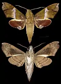 Angonyx boisduvali