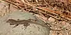 Brown anole (Anolis sagrei), in situ, Harris County, Texas