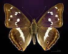 Dorsal side