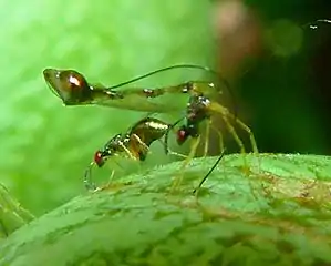 Apocrypta guineensis wasps, parasitoids of Ceratosolen capensis larvae