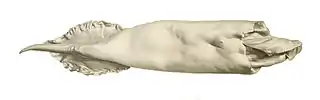#68 (18/7/1895)Mantle measuring 46&nbsp;cm originally recovered from sperm whale vomit, from a 1900 work by Louis Joubin (Joubin, 1900:pl. 15 fig. 8). This specimen is the holotype of Dubioteuthis physeteris.