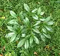 Ardisia crenata without fruit