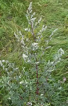 Artemisia, Taymyr lowlands 24,000–10,300&nbsp;YBP, Yakutia 22,500&nbsp;YBP, Alaska and the Yukon 15,000-11,500 YBP