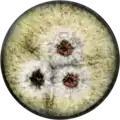 Aspergillus labruscus growing on CYA plate