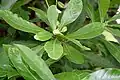 fruits and arrangement of leaves in  Kolkata, West Bengal, India.