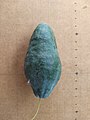 Fruit (scale bar 1&nbsp;cm intervals)