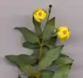Berberis hybrid, flower detail (flowers 7&nbsp;mm (0.28&nbsp;in) diameter).