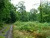Church Woods, Blean