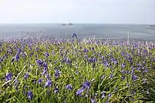 Image 3Bluebells on the Cornish coast (from Geography of Cornwall)