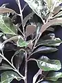 Foliage