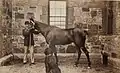 Brooks Adams with horse and dog, photographed by his sister-in-law, Marian Hooper Adams (ca. 1883).