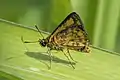 A. d. singa, male Sri Lanka