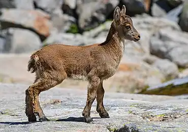 Image 7Spanish ibexPhotograph: J.Ligero & I.BarriosA three-month old Spanish ibex (Capra pyrenaica) in Sierra de Gredos, Spain. These ibexes are strong mountain animals characterized by their large and ﬂexible hooves and short legs. The two sexes of adults form separate social groups; juveniles stay with the female groups from birth until the following birth season, when they leave.  Yearling males then join male groups, while females eventually return to their mothers' groups and stay several years.More selected pictures