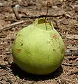 Fruit in Narsapur, Medak district, India.