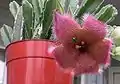 A potted specimen