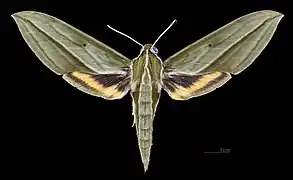 Female dorsal