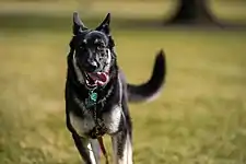 Major running on the White House lawn in January 2021