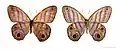 Chloreuptychia herseis -&nbsp;MHNT
