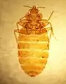 Slide of C.&nbsp;lectularius