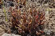 Budding flower stalks arising from the base