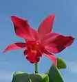 Ctt.&nbsp;Jewel Box 'Scheherazade'(= Gur. aurantiaca × C.&nbsp;Anzac 'Orchidhurst')Formerly Slc. Jewel Box, Ctt.&nbsp;Jewel Box is one parent of Ctt.&nbsp;Hazel Boyd.