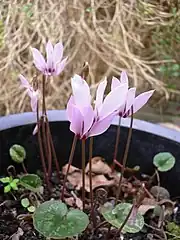 C.&nbsp;cilicium