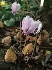 C.&nbsp;hederifolium