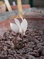 C.&nbsp;mirabile