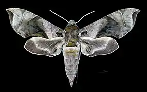 Female dorsal