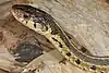 Eastern garter snake