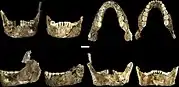 Lower jaws ofLES1 (left) and DH1 (right)
