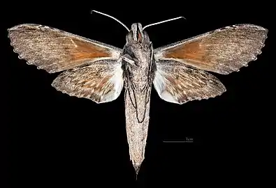 Female ventral view