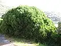 Rough Euclea racemosa hedging. Cape Town.
