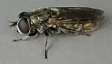Eumerus strigatus