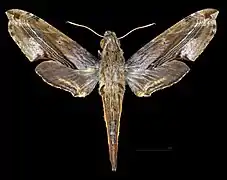 Female, dorsal view