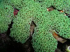 Neon green