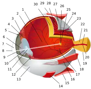 1:posterior segment 2:ora serrata 3:ciliary muscle 4:ciliary zonules 5:Schlemm's canal 6:pupil 7:anterior chamber 8:cornea 9:iris 10:lens cortex 11:lens nucleus 12:ciliary process 13:conjunctiva 14:inferior oblique muscule 15:inferior rectus muscule 16:medial rectus muscle 17:retinal arteries and veins 18:optic disc 19:dura mater 20:central retinal artery 21:central retinal vein 22:optic nerve 23:vorticose vein 24:bulbar sheath 25:macula 26:fovea 27:sclera 28:choroid 29:superior rectus muscle 30:retina