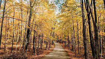 Skyway Road
