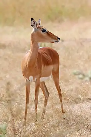 Image 9ImpalaPhotograph: Muhammad Mahdi KarimA female impala (Aepyceros melampus) photographed at Mikumi National Park, Tanzania. These medium-sized African antelopes inhabit savanna grasslands and woodlands close to water sources, feeding on grasses, forbs, monocots, dicots and foliage. They are fast runners and known for their leaping ability, reaching heights up to 3 m (10 ft).More selected pictures