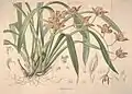 Orchid 28 idem