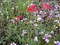 Flowers in the Monk Hill