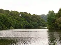 The river, in the heart of the forest