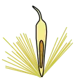 Cross section of an achene with the seed shown in brown