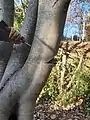 Coppicing sycamore – cutting into bird's mouth