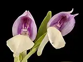 Flower Closeup