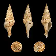 Gemmula unedo